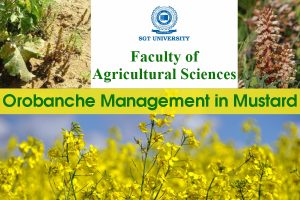 Read more about the article Orobanche Management in Mustard